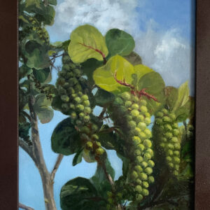 Sea Grape Tree